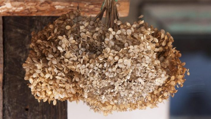 Hoa cẩm tú cầu khô