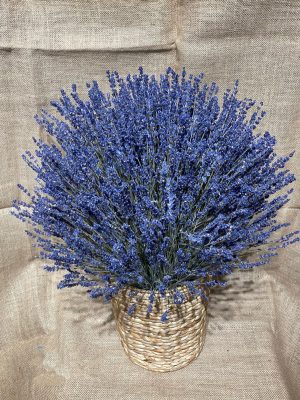 Hoa oải hương khô